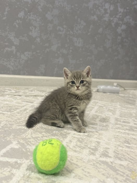 Продаётся котёнок