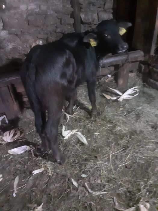 Vând viței de bivol