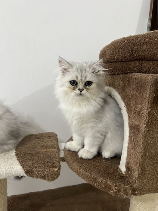 Baietel British Longhair