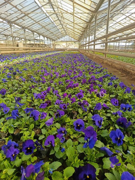 Viola gullari bor