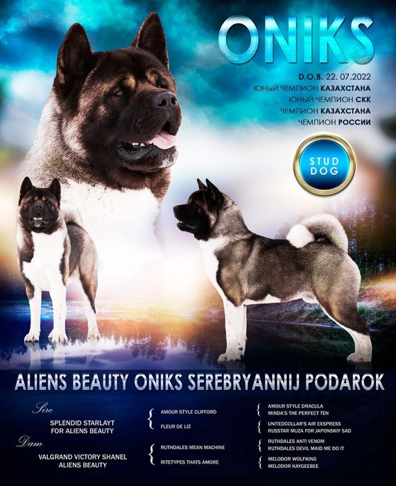 Американская акита вязка