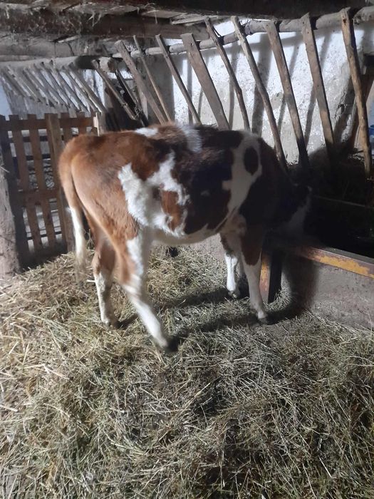 Vând Vițea baltata