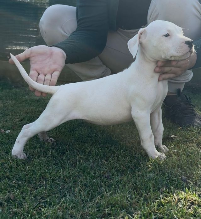 Dog Argentinian cu Pedigree