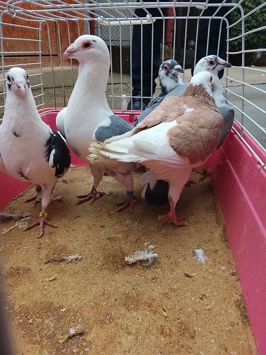 Vând porumbei voiajori baltati