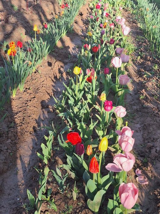 Har xil rangli lolalar narsis va geosintlar