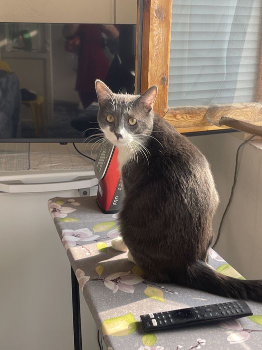 Отдавм своего кота в добрую семью без маленьких детей .котик дружелюбн