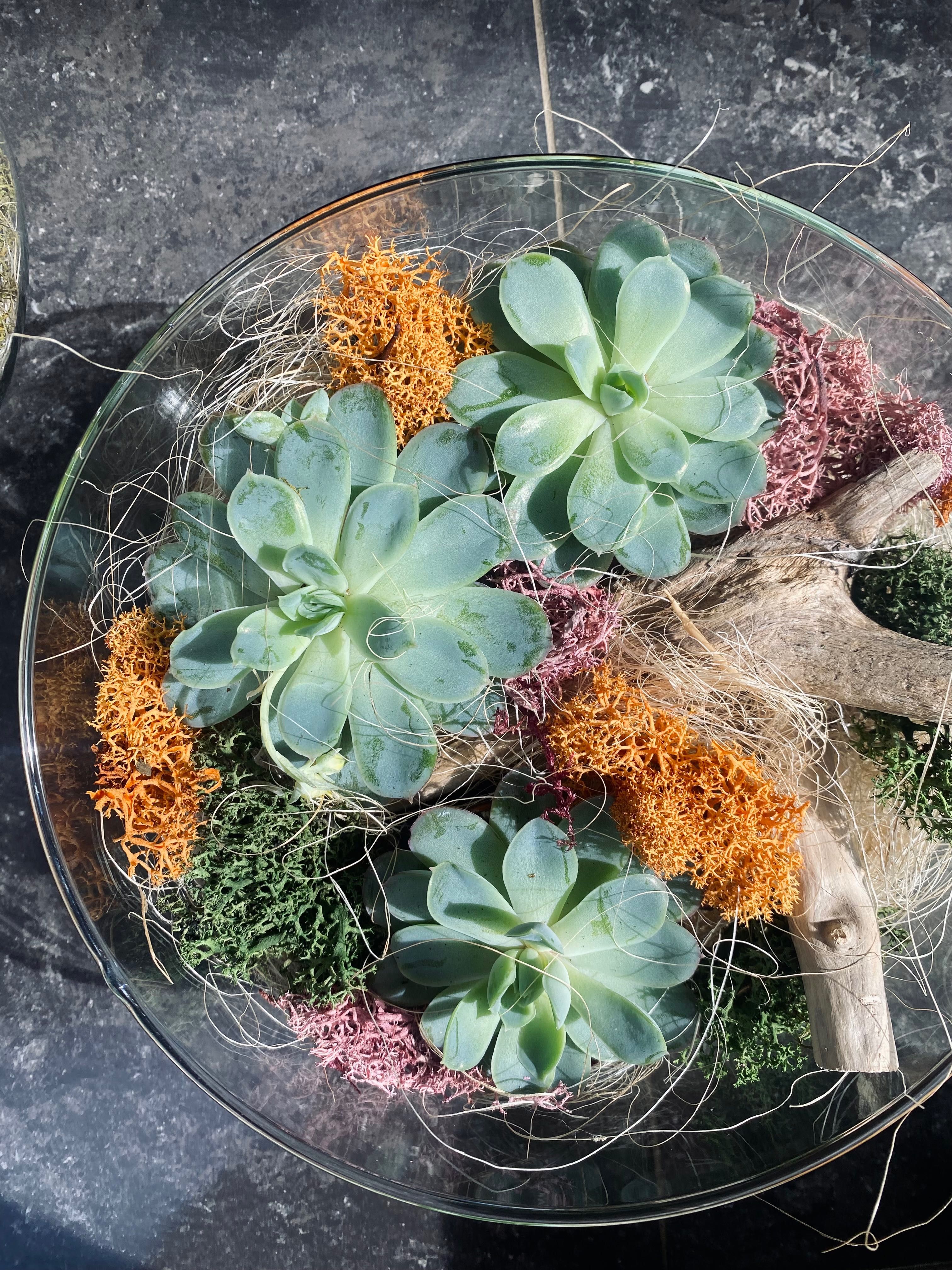 Аранжировки със сукулентни растения и скандинавски мъх в стъкло