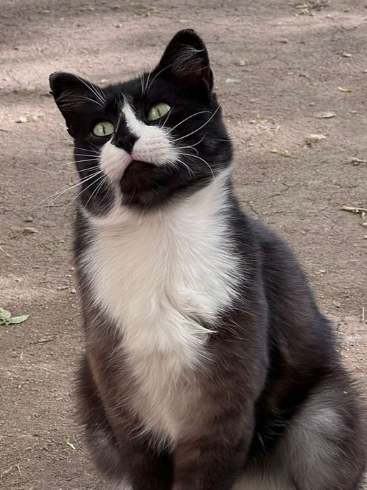 Отдам котиков в добрые руки