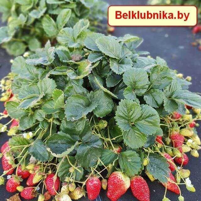 Саженцы ремонтантной клубники,ягода устойчива к заморозкам