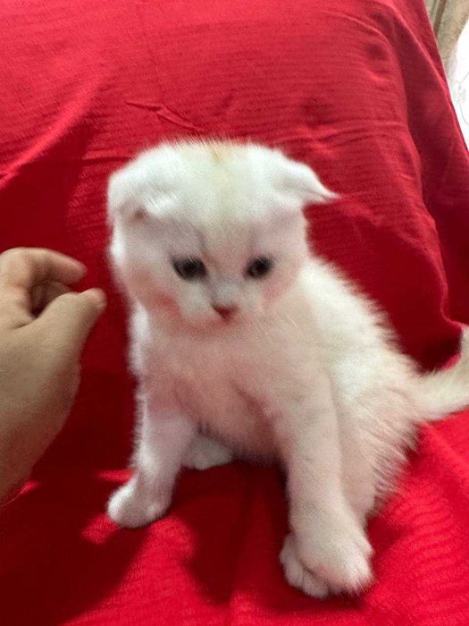 Британский шиншила