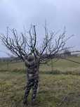 Taieri pomi fructiferi !cosmetizare arbori !