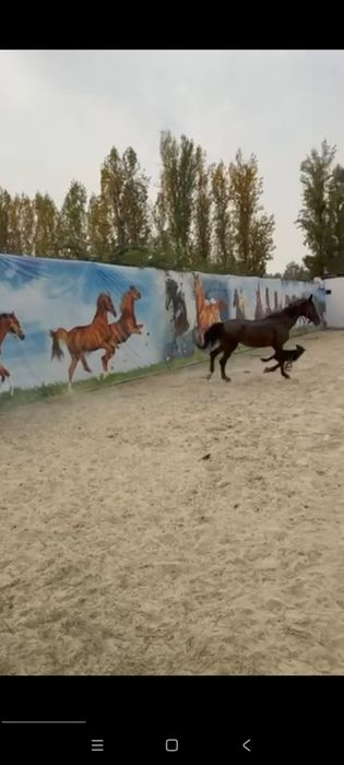 Ot sotiladi biya yoshi 8da boyi 175 sm atrofi qisir qogan ozgin qarovs