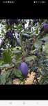 PRUNE  Stanley LOMPIRT  Salaj