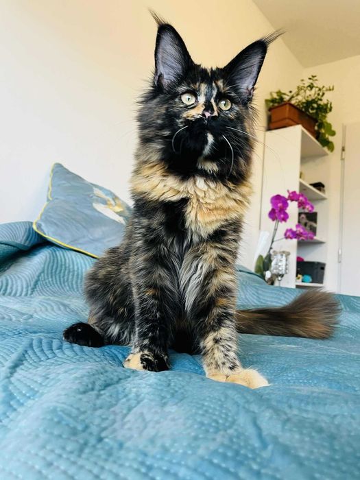 Мейн-куун котенца