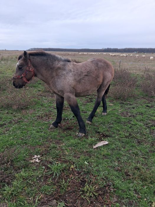 Vand mânz de 6 luni