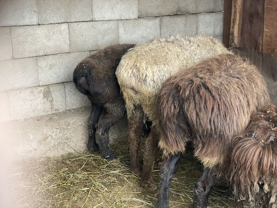 Семіз қойлар сатылады,қалжаға,асқа