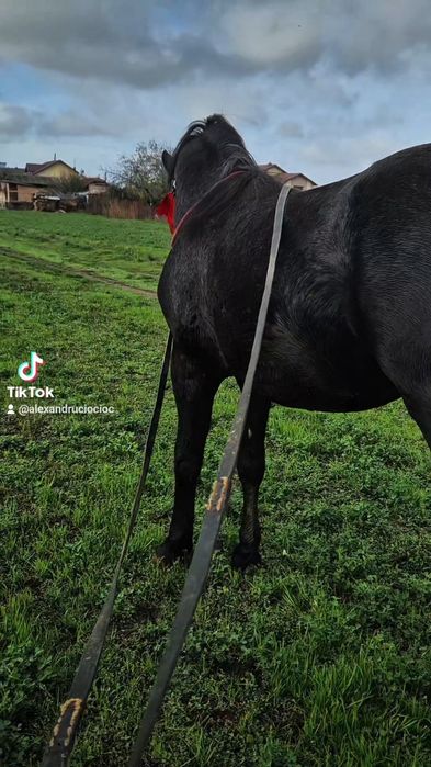 Vând metis de frizian