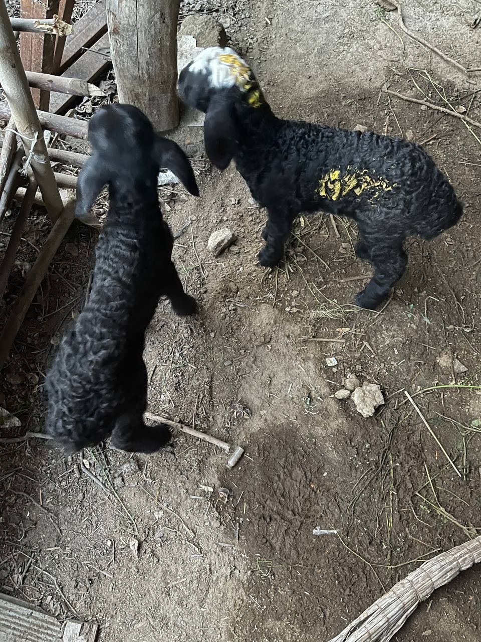 Barra sutlik 850000 dan