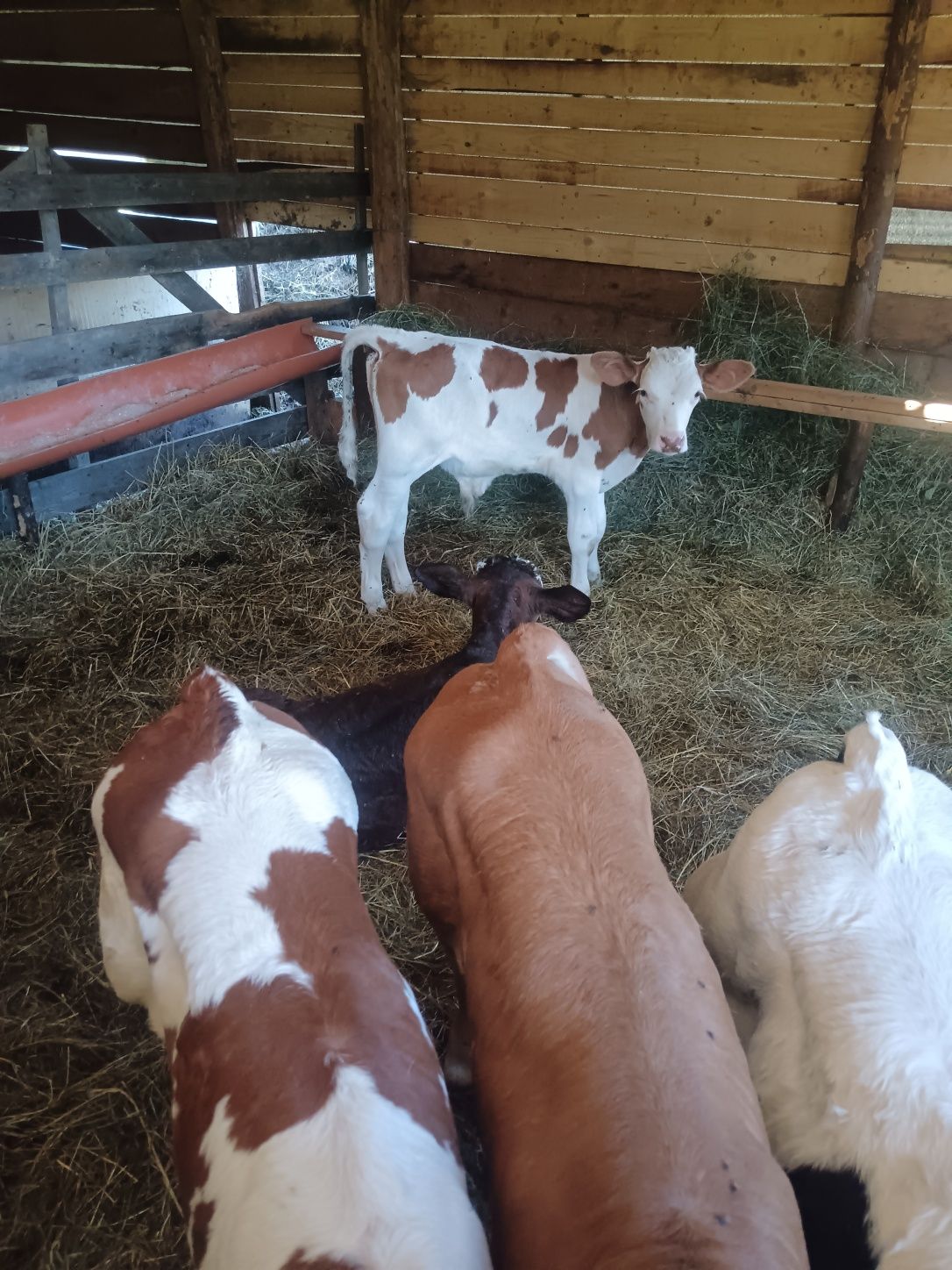 15 taurasi de vânzare între 90 100 și 110 kg