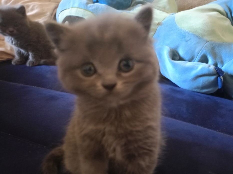 Котята британцев