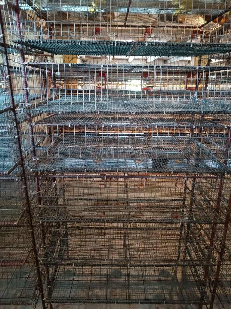 Cuștii de vânzare 6 nivele pentru prepelițe etc.