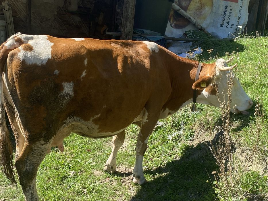 Vaca tinara buna de lapte