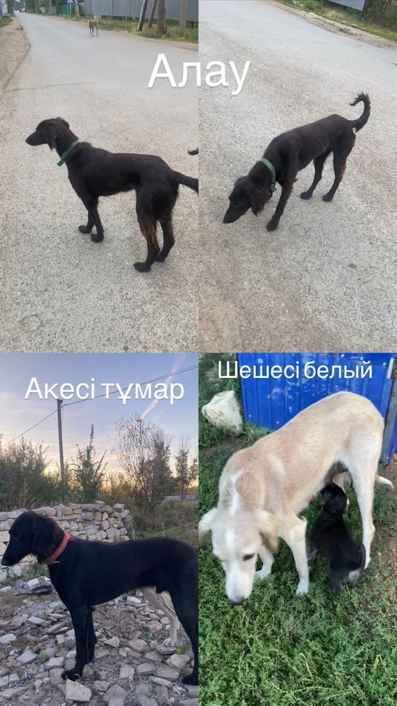 Тазы арлан сатылады