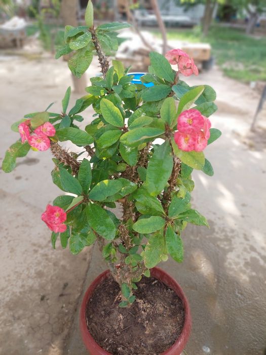 Molochay blestyawwiy