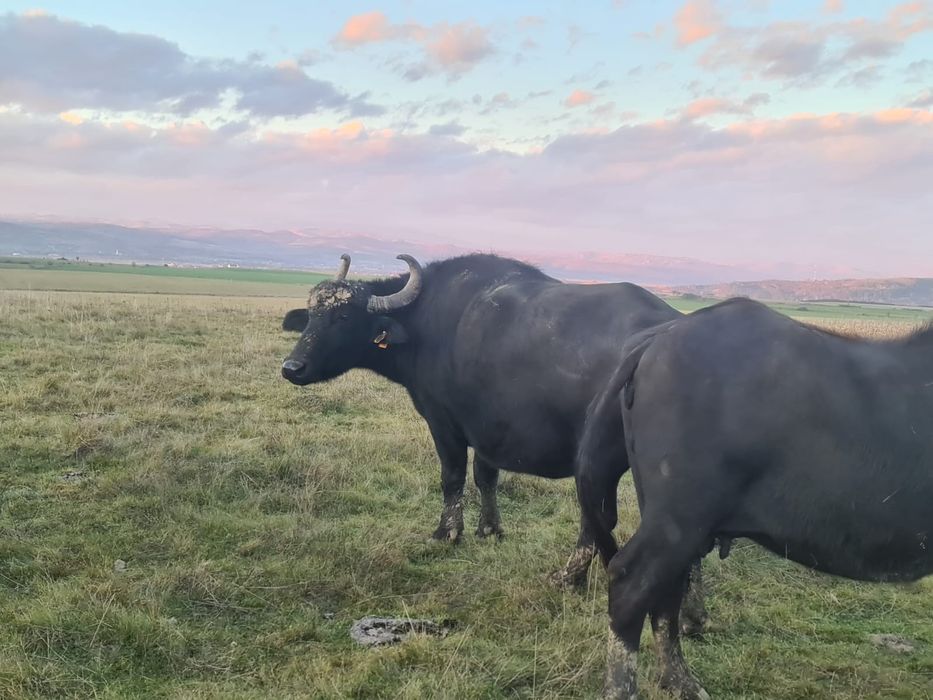 Bivolițe de vânzare și taur