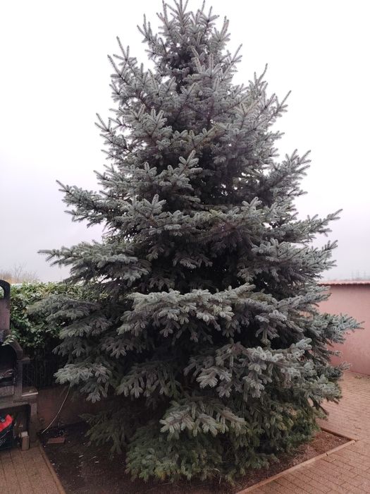 Brad de Crăciun argintiu