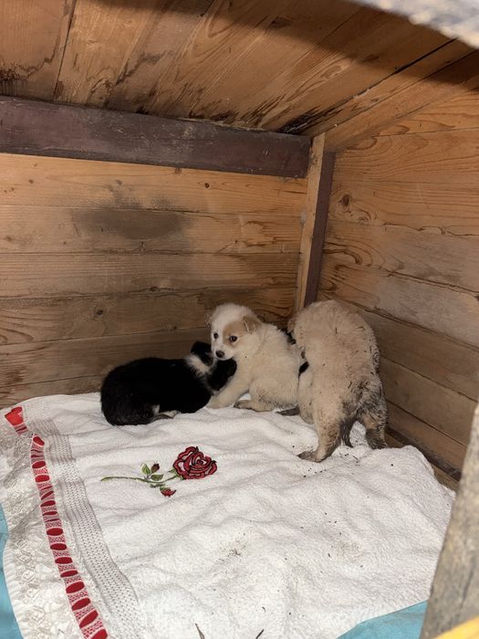 Cățeluși de 5-6 săptămâni caută adopție urgentă