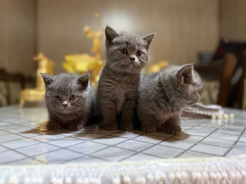 Британ мушукчалар сотилади!