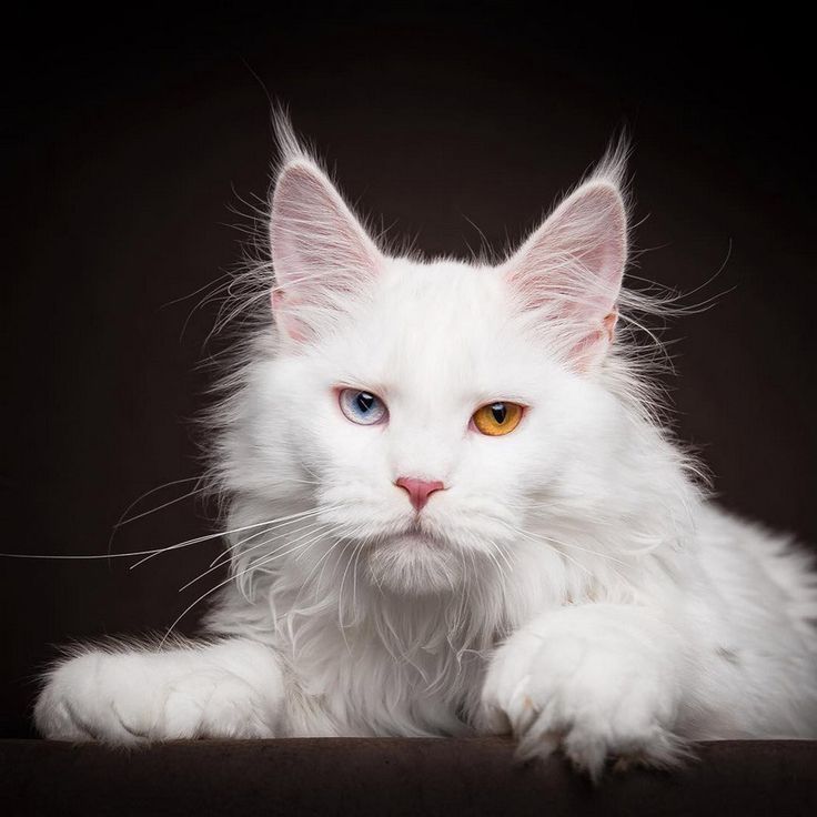 НЕЖНЫЕ- БЕЛЫЕ котята Мейн Кунов
