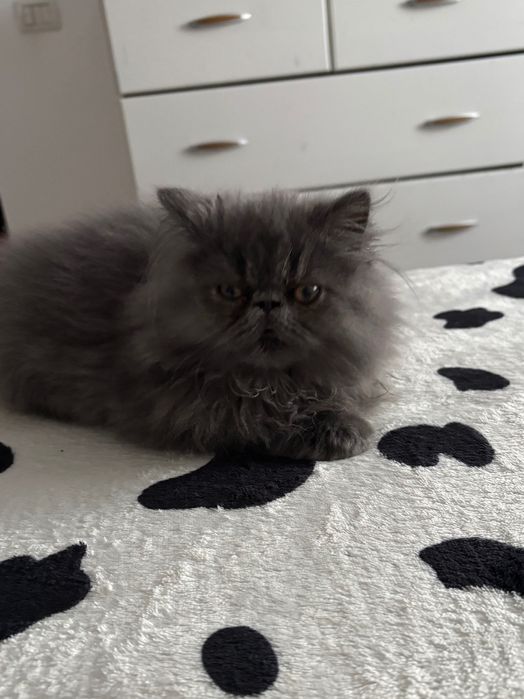 Motănel persan în vârstă de 3 luni jumătate