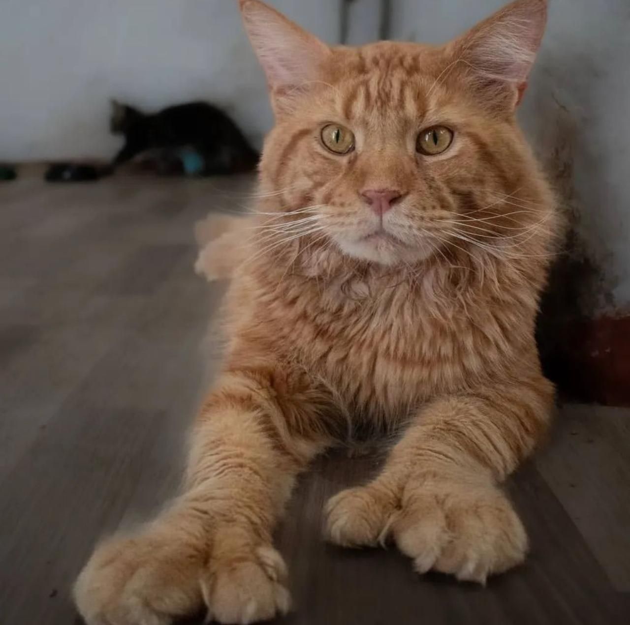 СРОЧНО Продаётся кот мейн кун