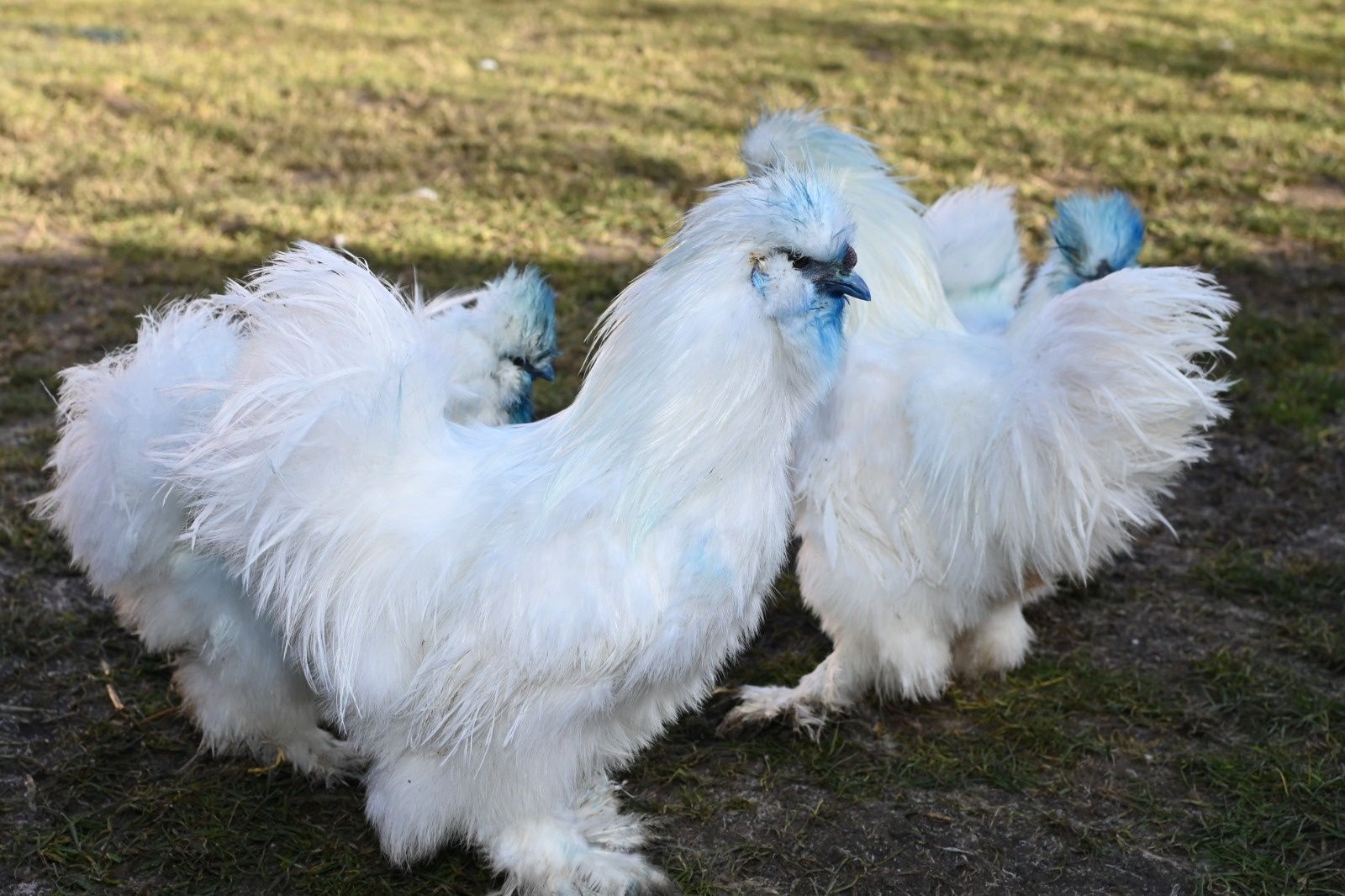 Pui Brahma,Australorp,Motata Olandeza,Matase Japoneza,oua  incubat