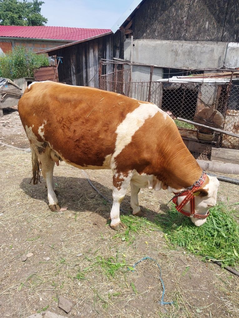 Vând vacă gestantă în 8lunii