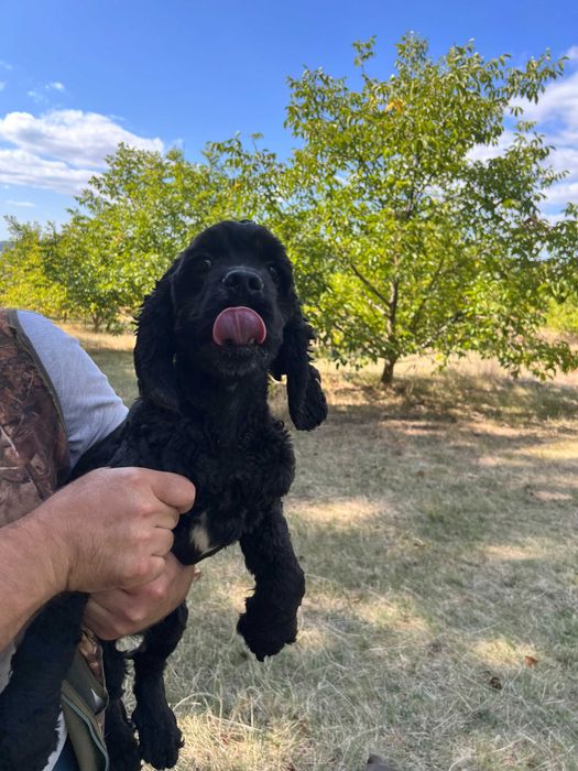 Американски кокер шпаньоли и спрингер шпаньол