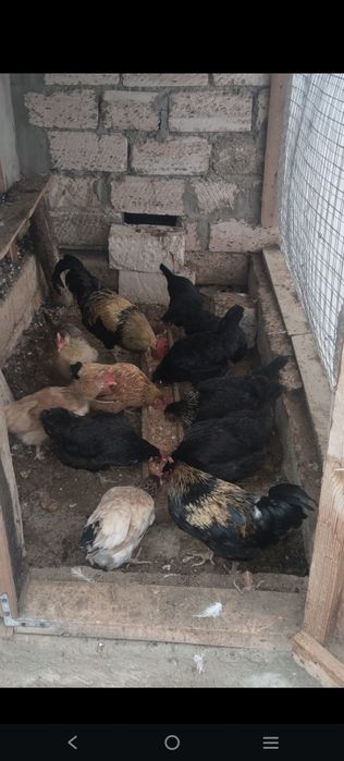 Тауықтар сатылады