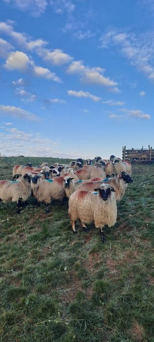 Vând 20 de oi și 2 berbeci