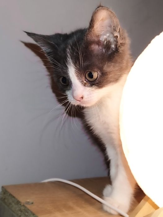 Котенок ищет дом