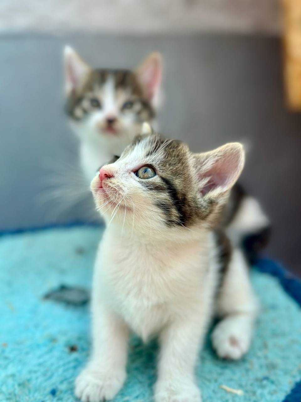 Котята в добрый руки