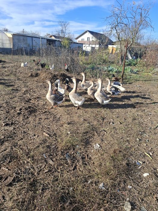 Gâște lesesti sau mute