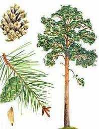 Саженцы для озеленения - Сосна обыкновенная 1,5 - 2,0 м