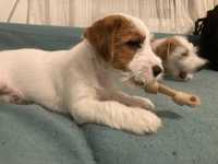 Jack Russell Terrier Sârmos cu pedigree, mascul