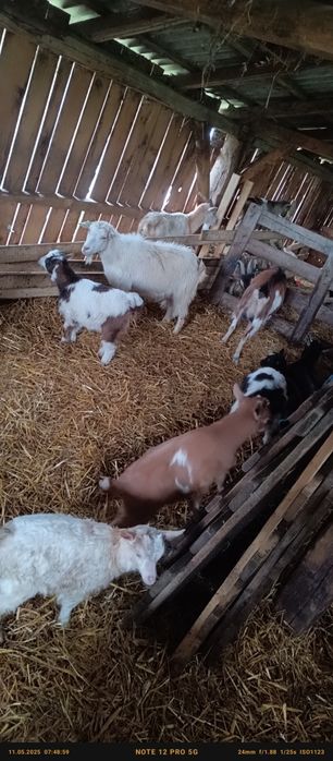 Vând 20 de capre tinere  cu iezi cu tot 1 și cu 2 sau schimb