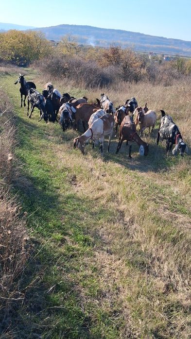 Vând capre Anglo Nubiene cu Pedigree