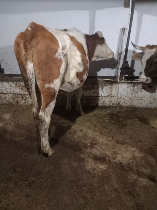 De vânzare 3 vaci