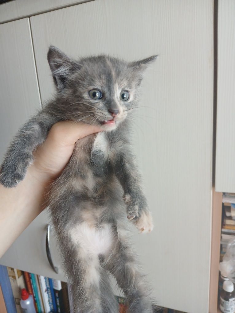 3 умных котёнка по 1,5 месяца