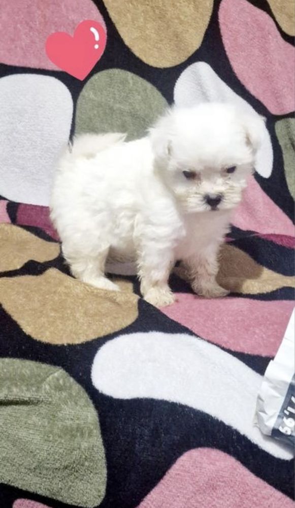 Femela bichon malteze miny toy